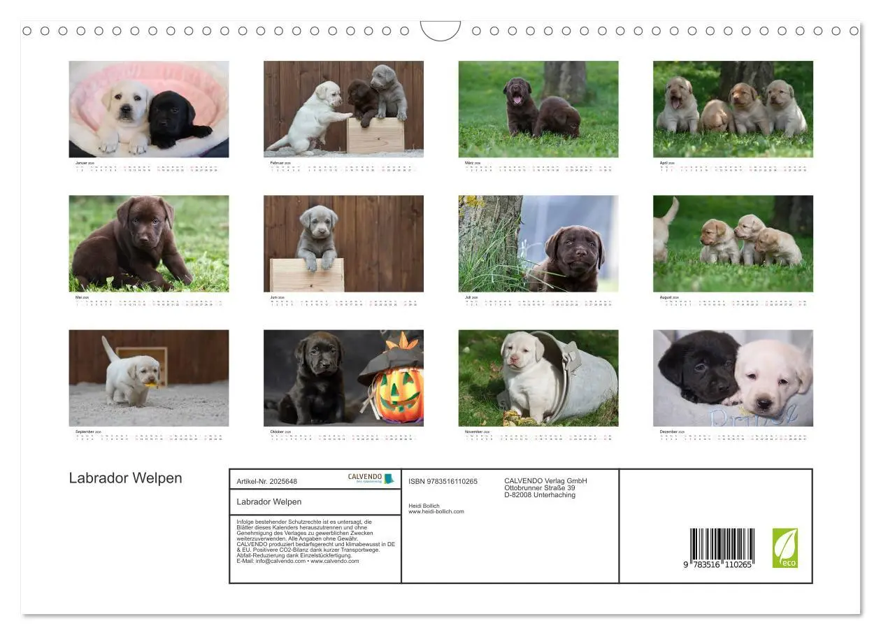 Bild: 9783516110265 | Labrador Welpen (Wandkalender 2026 DIN A3 quer), CALVENDO...