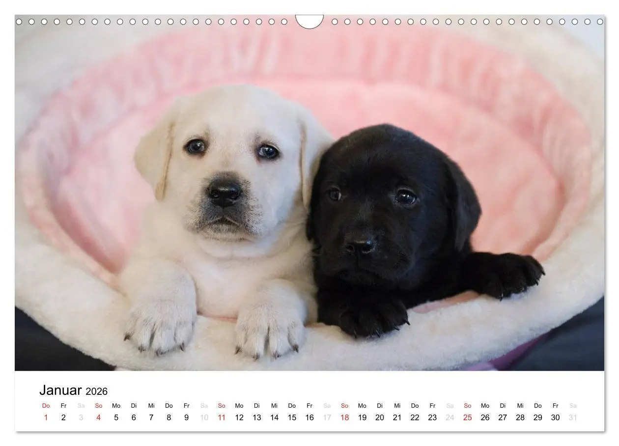 Bild: 9783516110265 | Labrador Welpen (Wandkalender 2026 DIN A3 quer), CALVENDO...