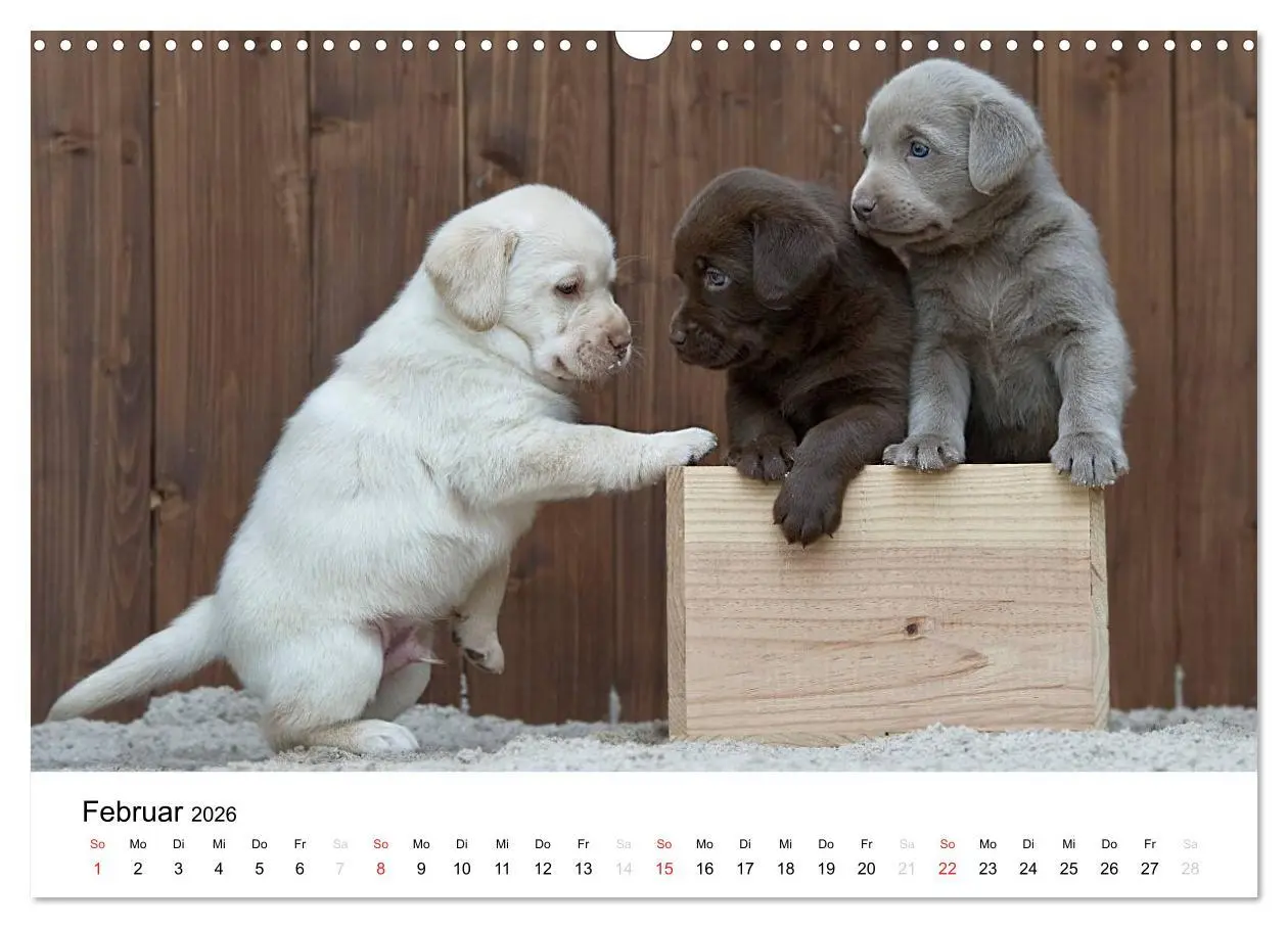 Bild: 9783516110265 | Labrador Welpen (Wandkalender 2026 DIN A3 quer), CALVENDO...