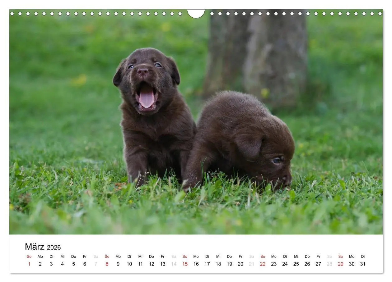 Bild: 9783516110265 | Labrador Welpen (Wandkalender 2026 DIN A3 quer), CALVENDO...