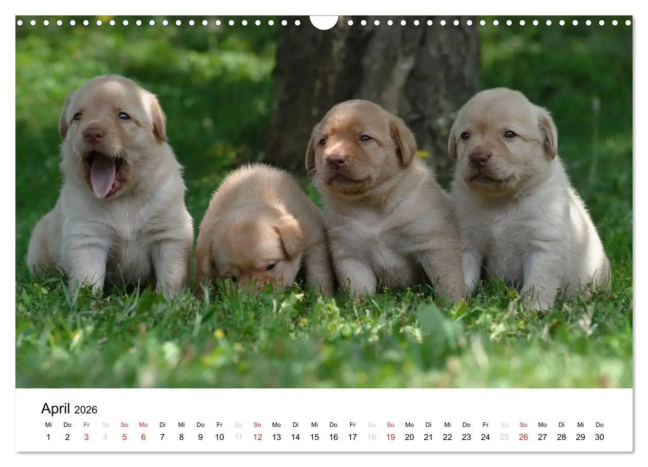 Bild: 9783516110265 | Labrador Welpen (Wandkalender 2026 DIN A3 quer), CALVENDO...