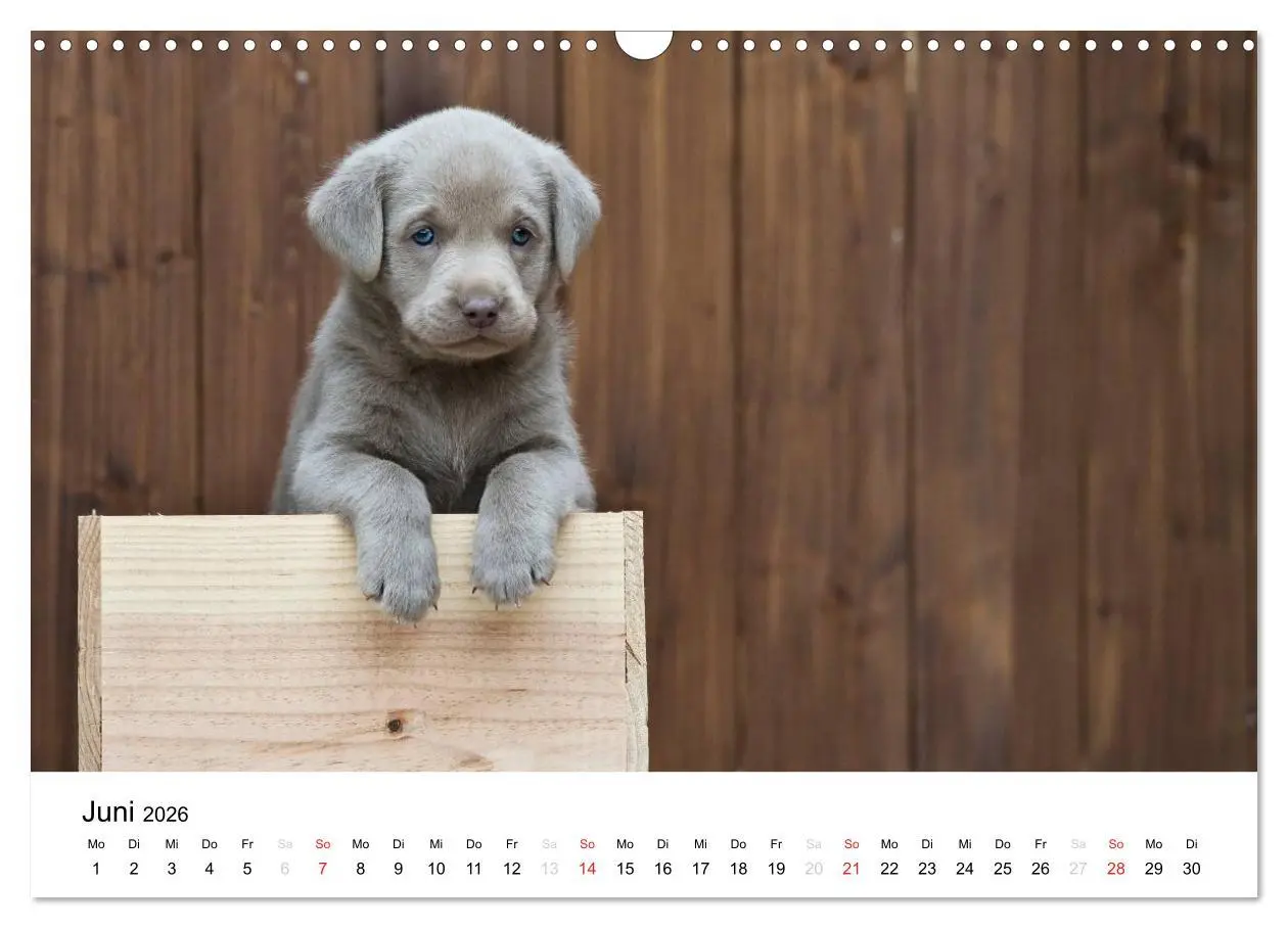 Bild: 9783516110265 | Labrador Welpen (Wandkalender 2026 DIN A3 quer), CALVENDO...