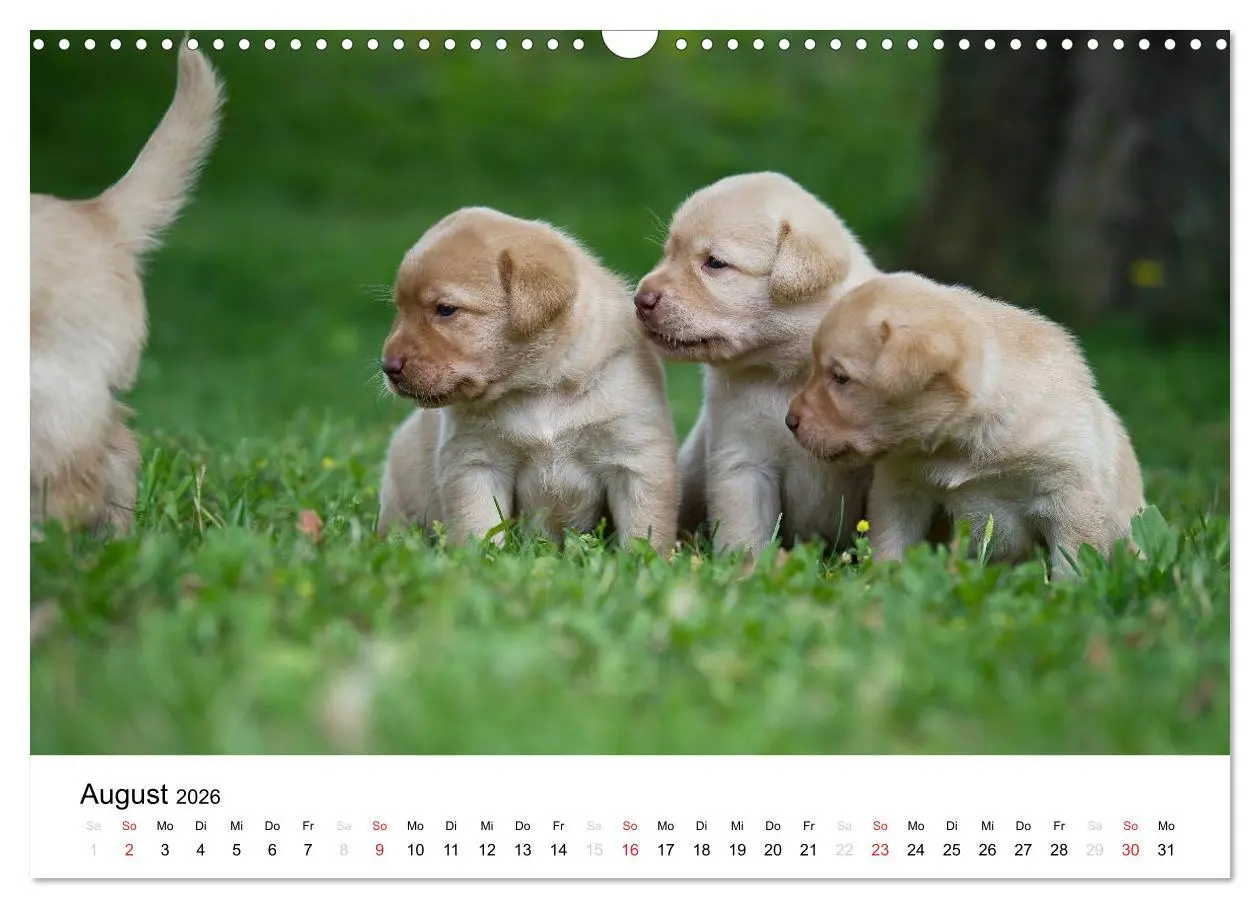 Bild: 9783516110265 | Labrador Welpen (Wandkalender 2026 DIN A3 quer), CALVENDO...
