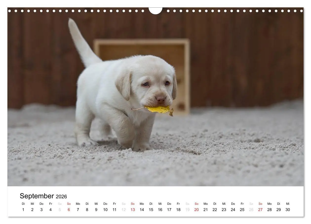 Bild: 9783516110265 | Labrador Welpen (Wandkalender 2026 DIN A3 quer), CALVENDO...
