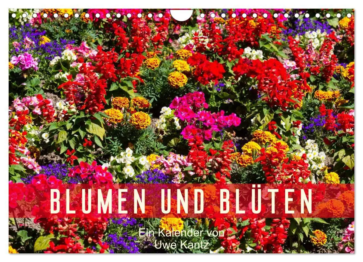 Cover: 9783516100365 | Blumen und Blüten (Wandkalender 2026 DIN A4 quer), CALVENDO...