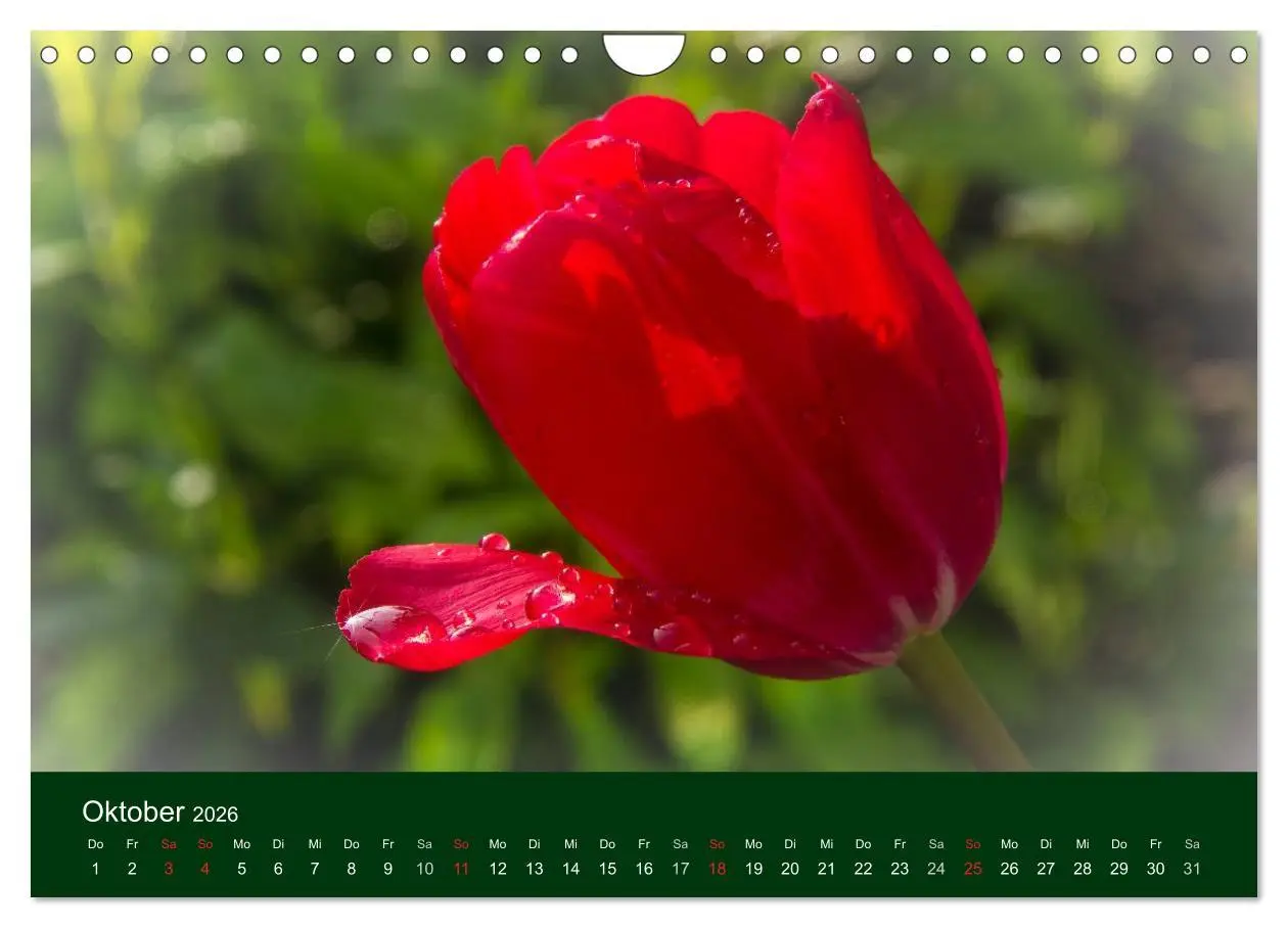 Bild: 9783516100365 | Blumen und Blüten (Wandkalender 2026 DIN A4 quer), CALVENDO...