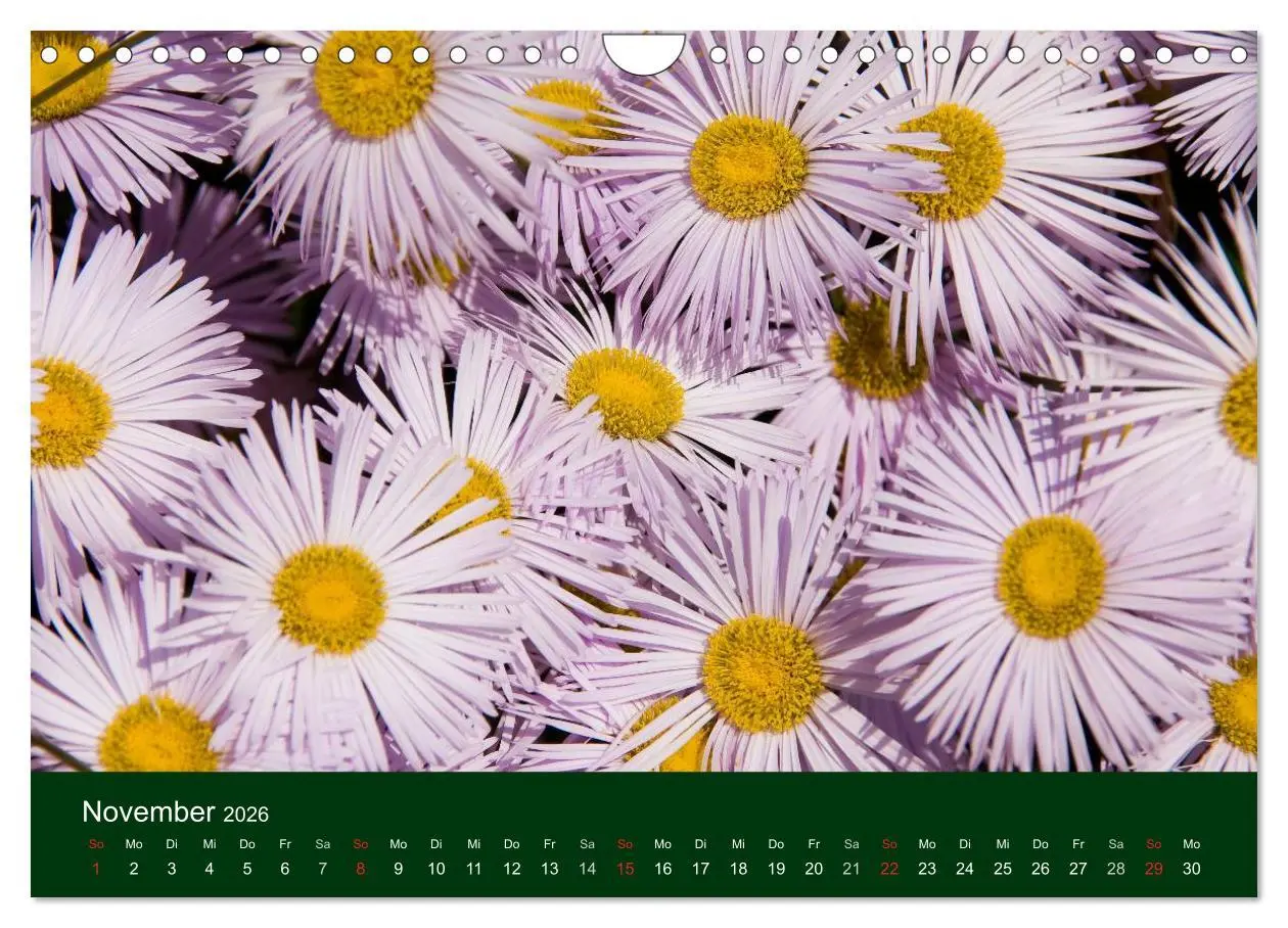 Bild: 9783516100365 | Blumen und Blüten (Wandkalender 2026 DIN A4 quer), CALVENDO...