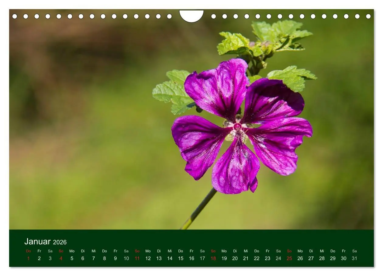 Bild: 9783516100365 | Blumen und Blüten (Wandkalender 2026 DIN A4 quer), CALVENDO...