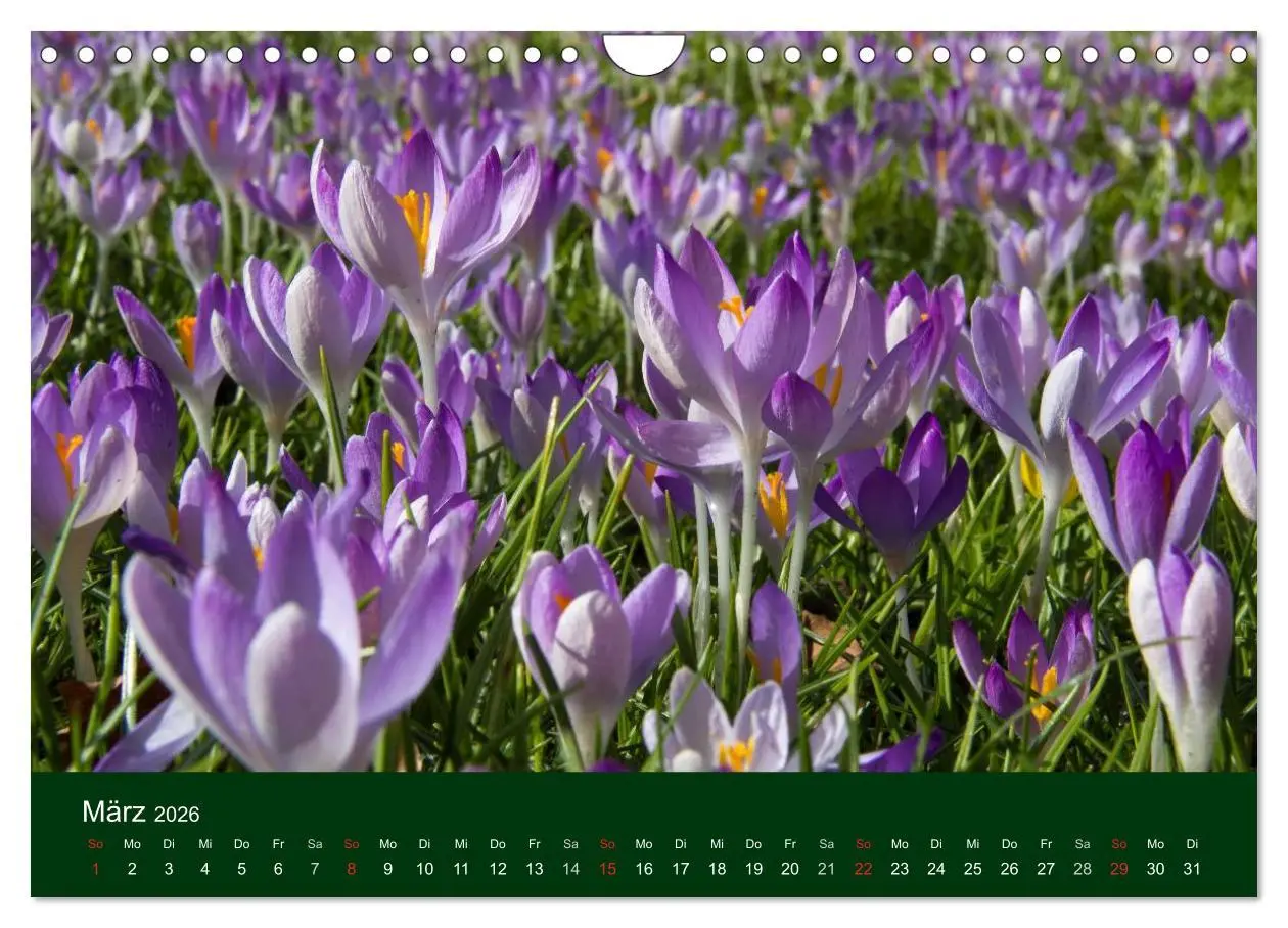 Bild: 9783516100365 | Blumen und Blüten (Wandkalender 2026 DIN A4 quer), CALVENDO...