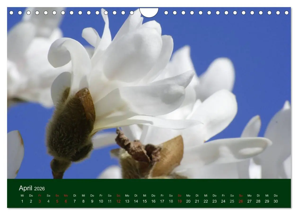 Bild: 9783516100365 | Blumen und Blüten (Wandkalender 2026 DIN A4 quer), CALVENDO...