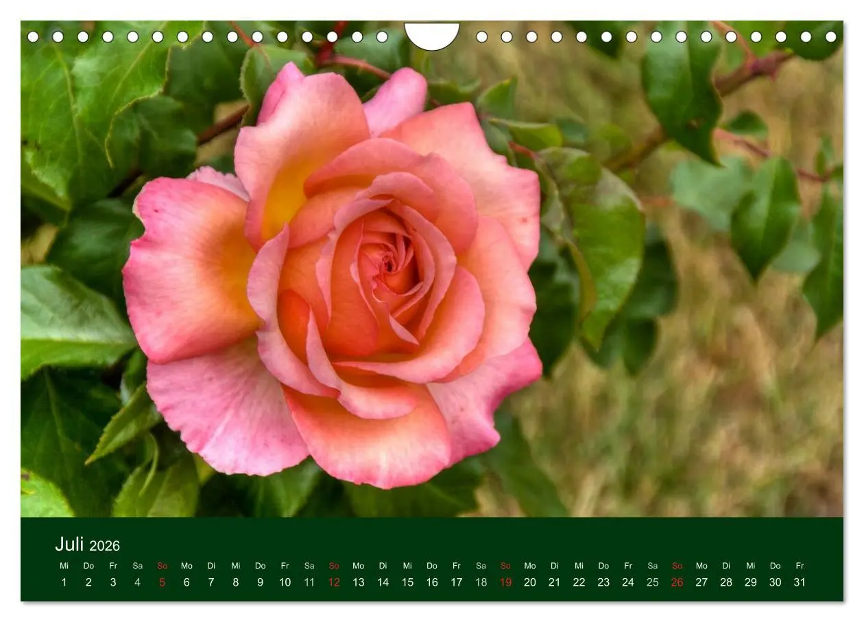 Bild: 9783516100365 | Blumen und Blüten (Wandkalender 2026 DIN A4 quer), CALVENDO...