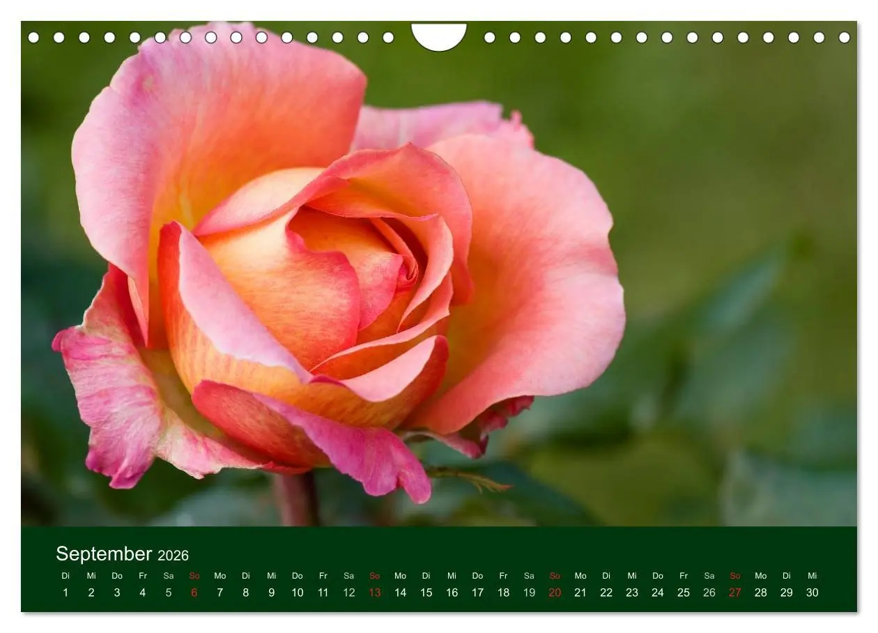 Bild: 9783516100365 | Blumen und Blüten (Wandkalender 2026 DIN A4 quer), CALVENDO...