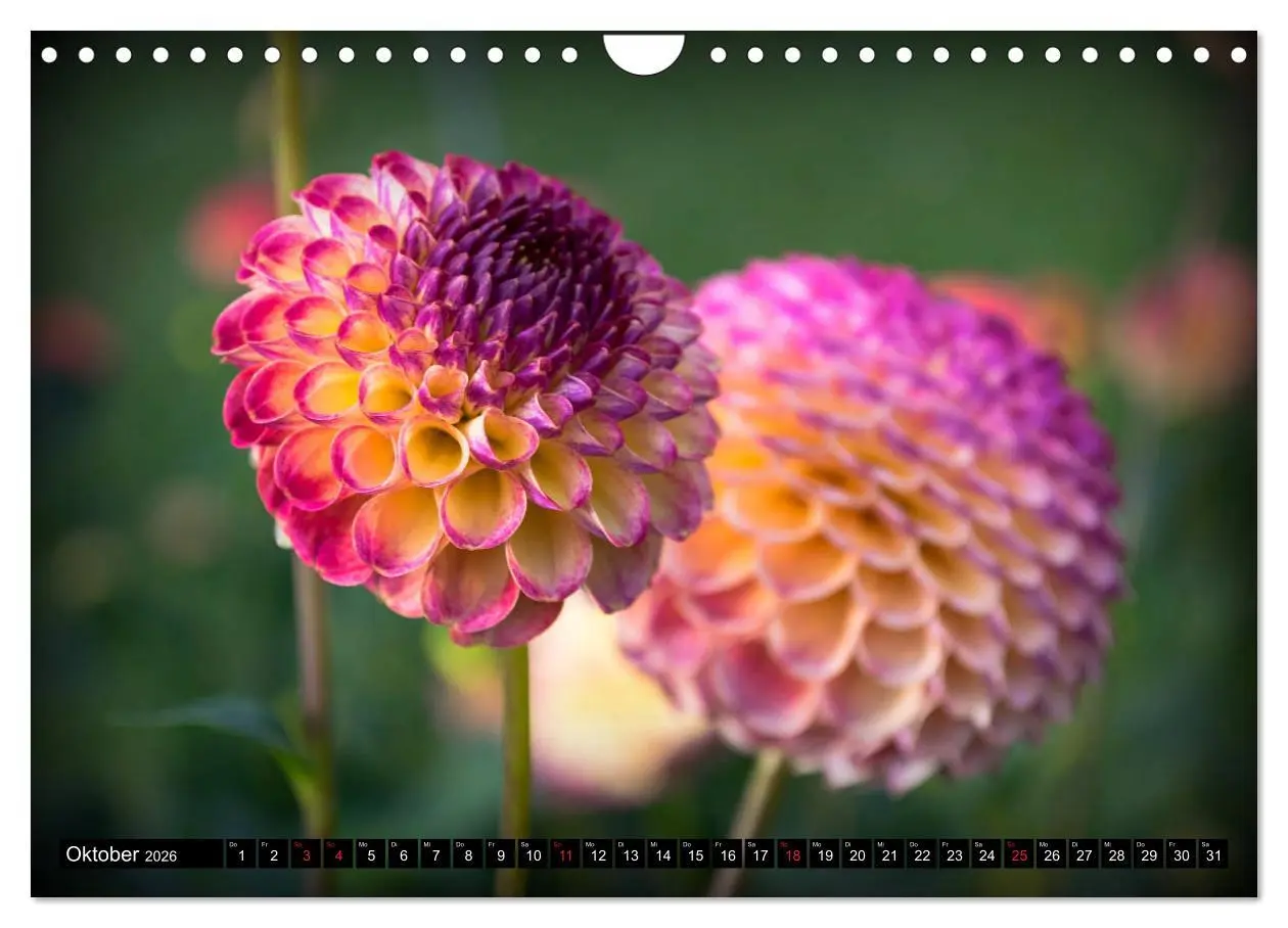 Bild: 9783457930465 | Dahlien - Blumenwunder der Natur (Wandkalender 2026 DIN A4 quer),...