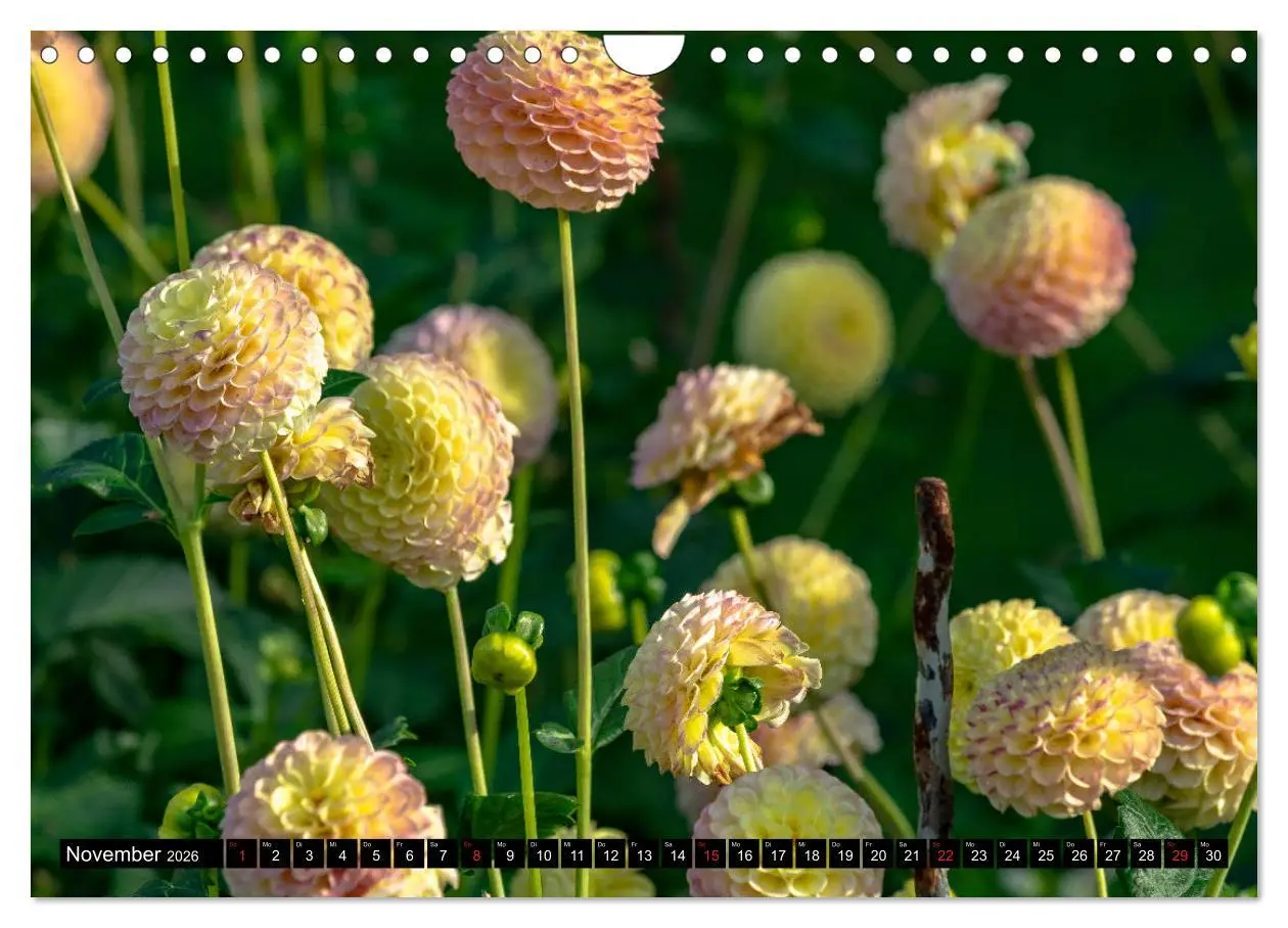 Bild: 9783457930465 | Dahlien - Blumenwunder der Natur (Wandkalender 2026 DIN A4 quer),...