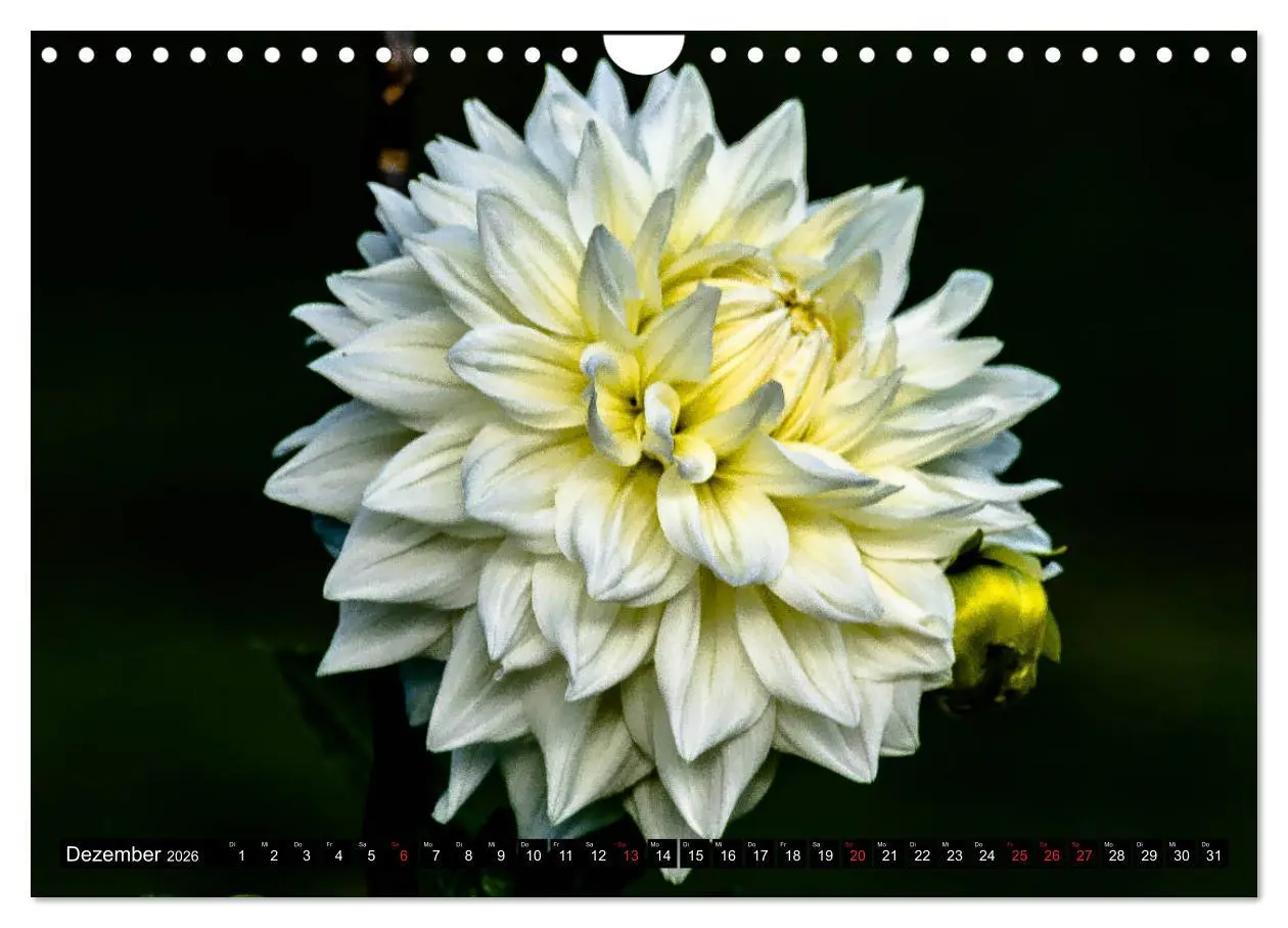 Bild: 9783457930465 | Dahlien - Blumenwunder der Natur (Wandkalender 2026 DIN A4 quer),...