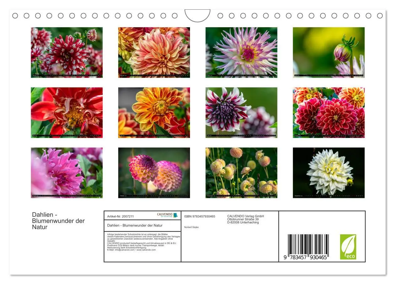 Bild: 9783457930465 | Dahlien - Blumenwunder der Natur (Wandkalender 2026 DIN A4 quer),...