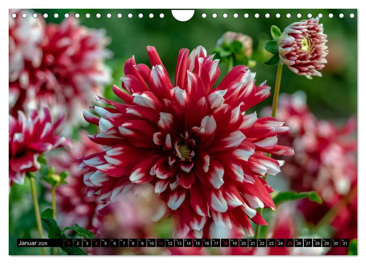 Bild: 9783457930465 | Dahlien - Blumenwunder der Natur (Wandkalender 2026 DIN A4 quer),...