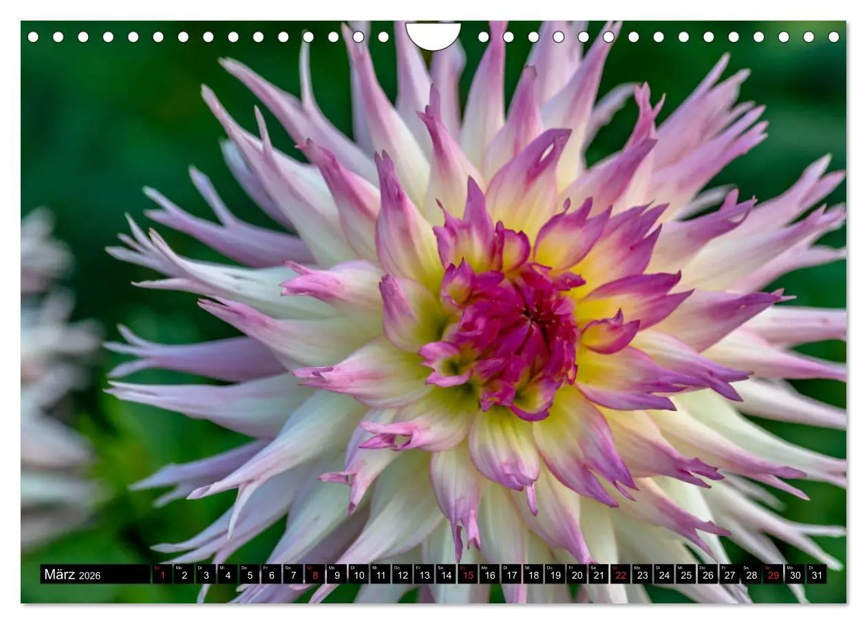Bild: 9783457930465 | Dahlien - Blumenwunder der Natur (Wandkalender 2026 DIN A4 quer),...