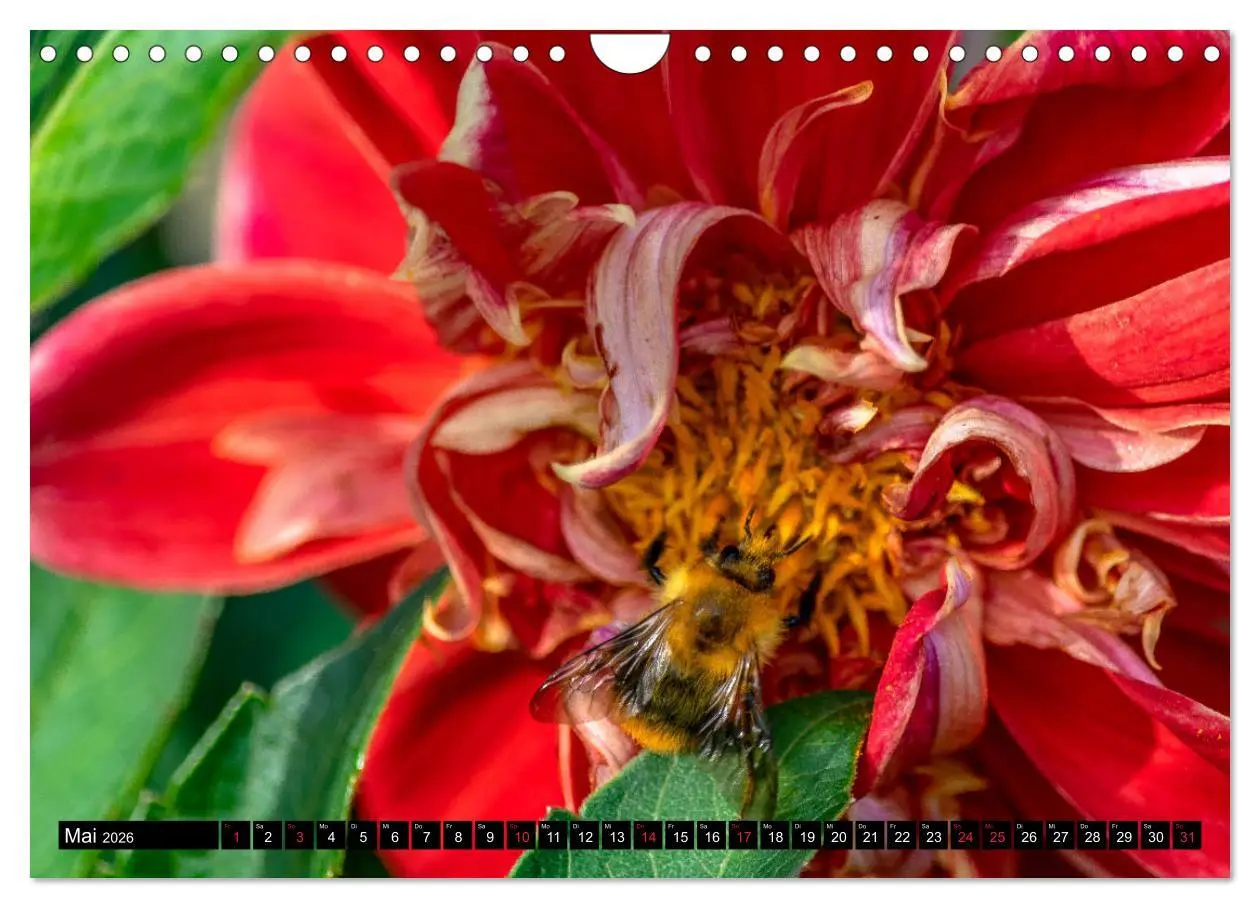 Bild: 9783457930465 | Dahlien - Blumenwunder der Natur (Wandkalender 2026 DIN A4 quer),...