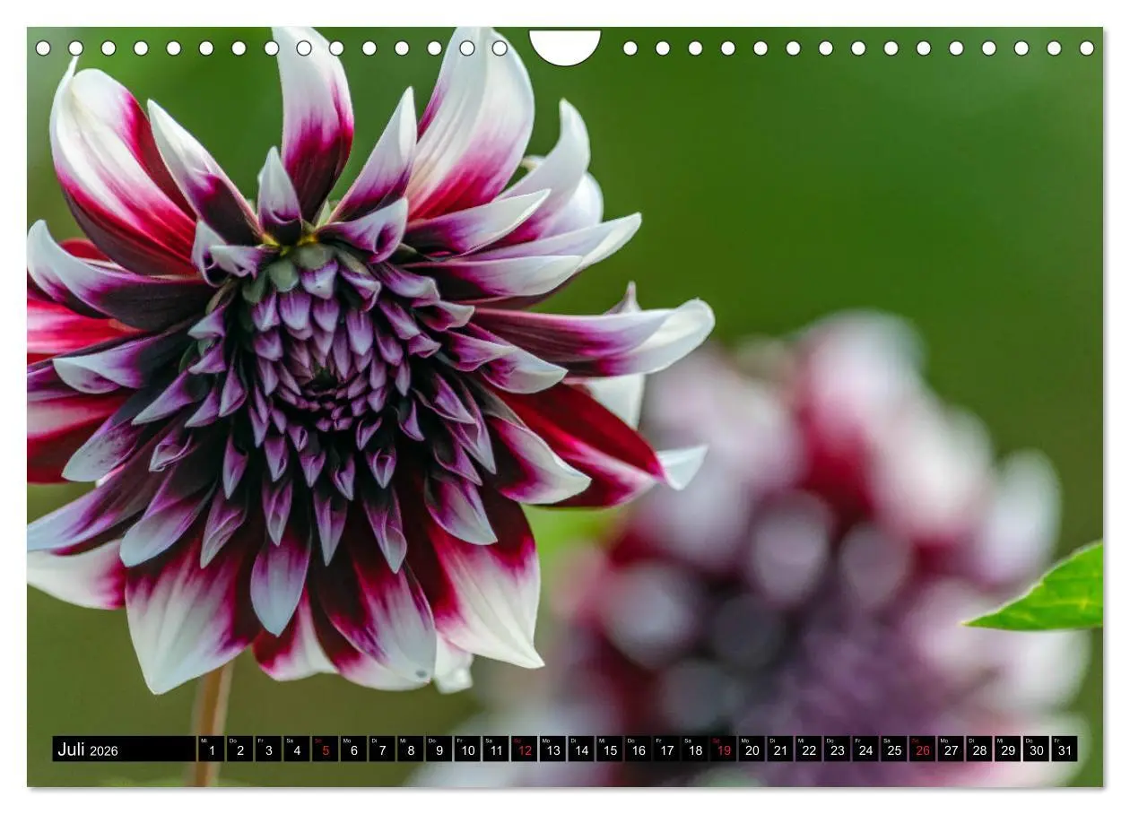 Bild: 9783457930465 | Dahlien - Blumenwunder der Natur (Wandkalender 2026 DIN A4 quer),...