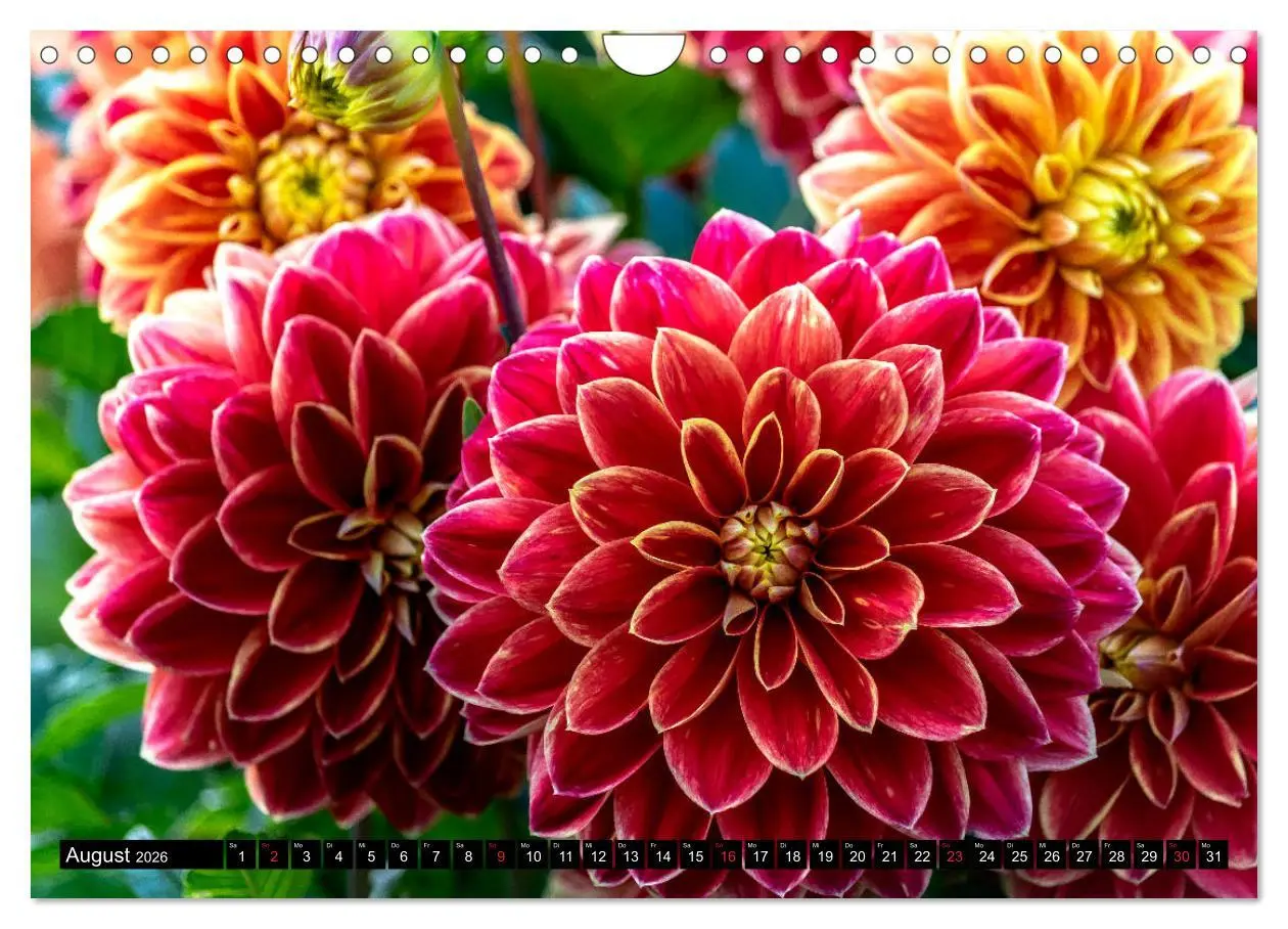 Bild: 9783457930465 | Dahlien - Blumenwunder der Natur (Wandkalender 2026 DIN A4 quer),...
