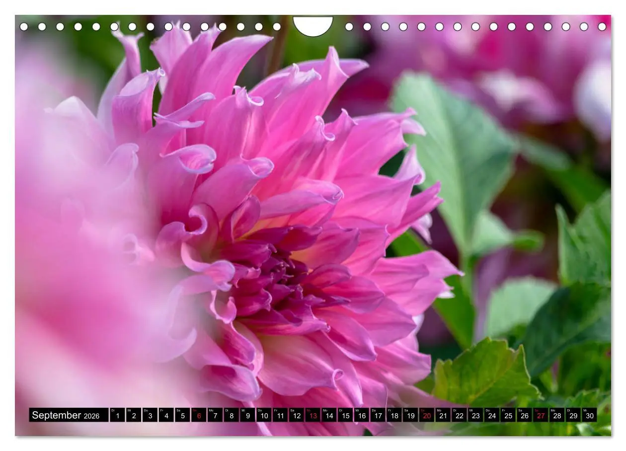 Bild: 9783457930465 | Dahlien - Blumenwunder der Natur (Wandkalender 2026 DIN A4 quer),...
