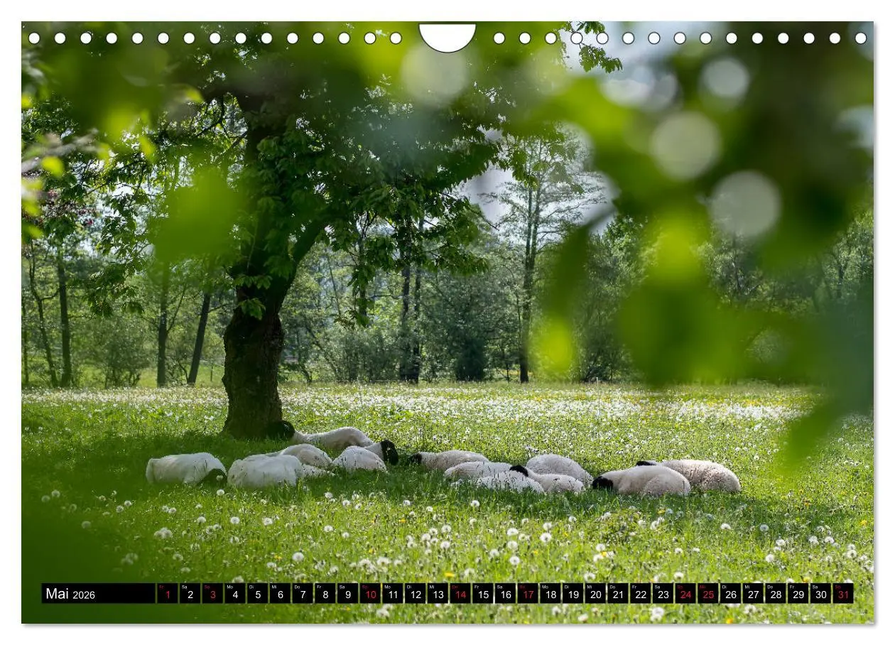 Bild: 9783457690765 | Rhönschafe - Symphatieträger des Biosphärenreservats Rhön...