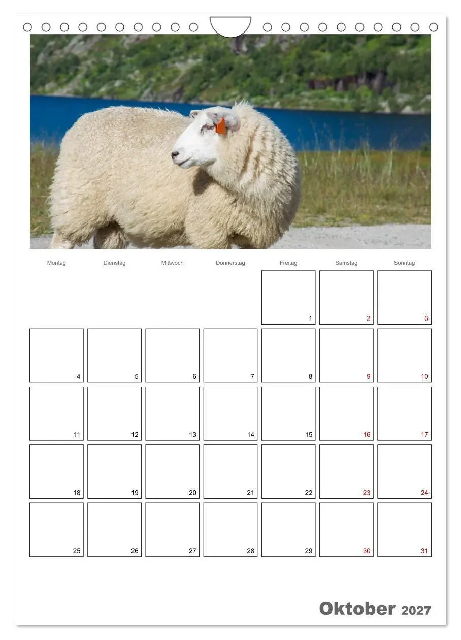 Bild: 9783569700765 | Schafe - 12 Monate in der Herde (Wandkalender 2027 DIN A4 hoch),...