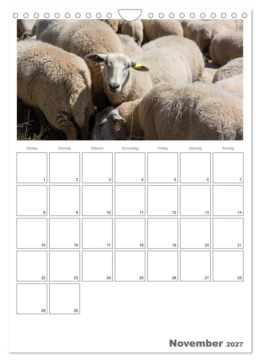 Bild: 9783569700765 | Schafe - 12 Monate in der Herde (Wandkalender 2027 DIN A4 hoch),...