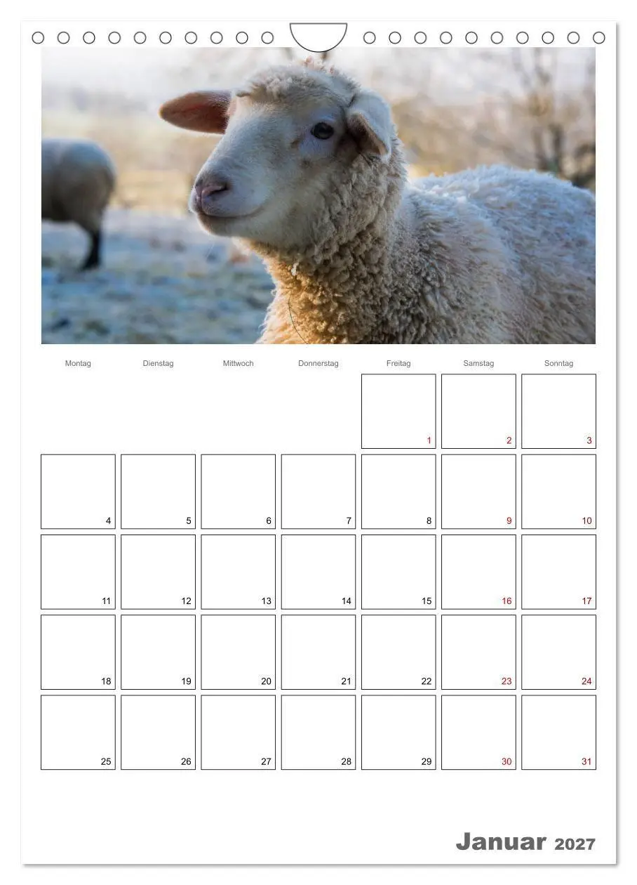 Bild: 9783569700765 | Schafe - 12 Monate in der Herde (Wandkalender 2027 DIN A4 hoch),...