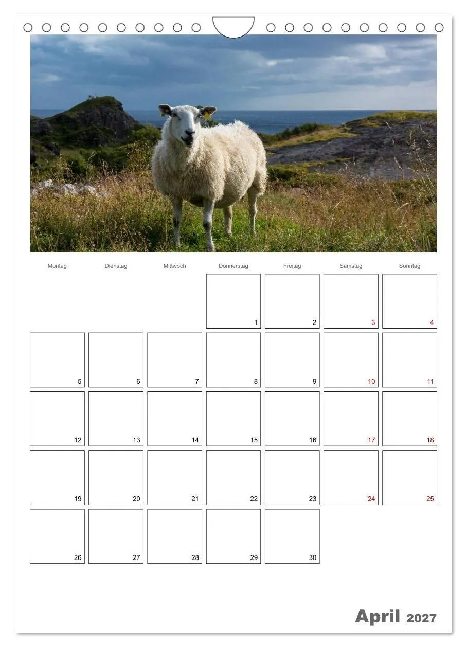 Bild: 9783569700765 | Schafe - 12 Monate in der Herde (Wandkalender 2027 DIN A4 hoch),...