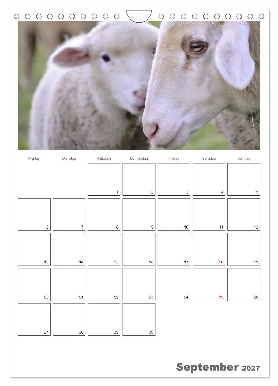 Bild: 9783569700765 | Schafe - 12 Monate in der Herde (Wandkalender 2027 DIN A4 hoch),...