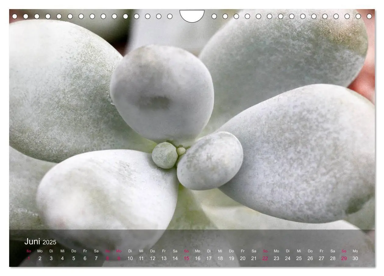 Bild: 9783435590865 | Sukkulenten in Haus und Garten (Wandkalender 2025 DIN A4 quer),...