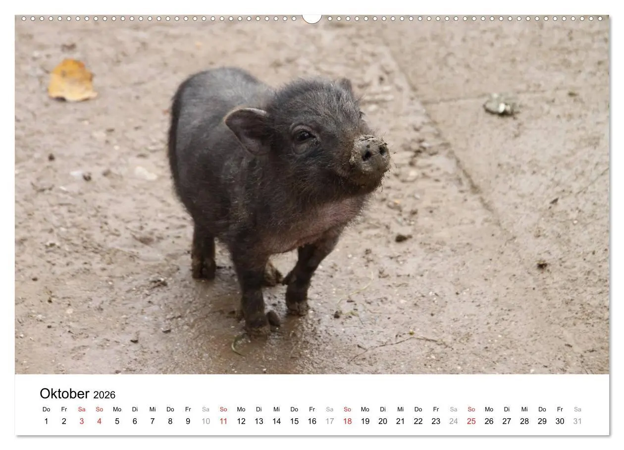 Bild: 9783516150865 | Schwein gehabt! (hochwertiger Premium Wandkalender 2026 DIN A2...