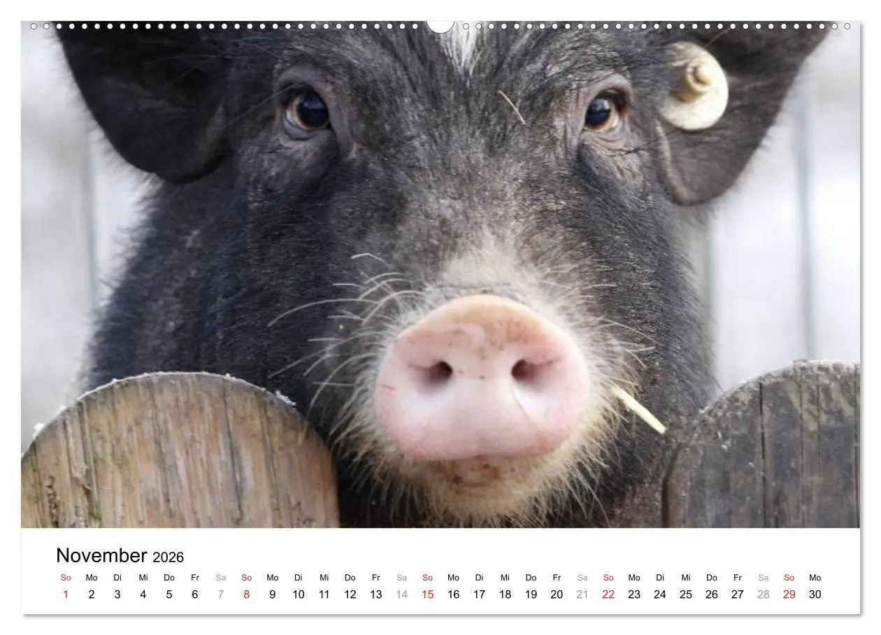 Bild: 9783516150865 | Schwein gehabt! (hochwertiger Premium Wandkalender 2026 DIN A2...