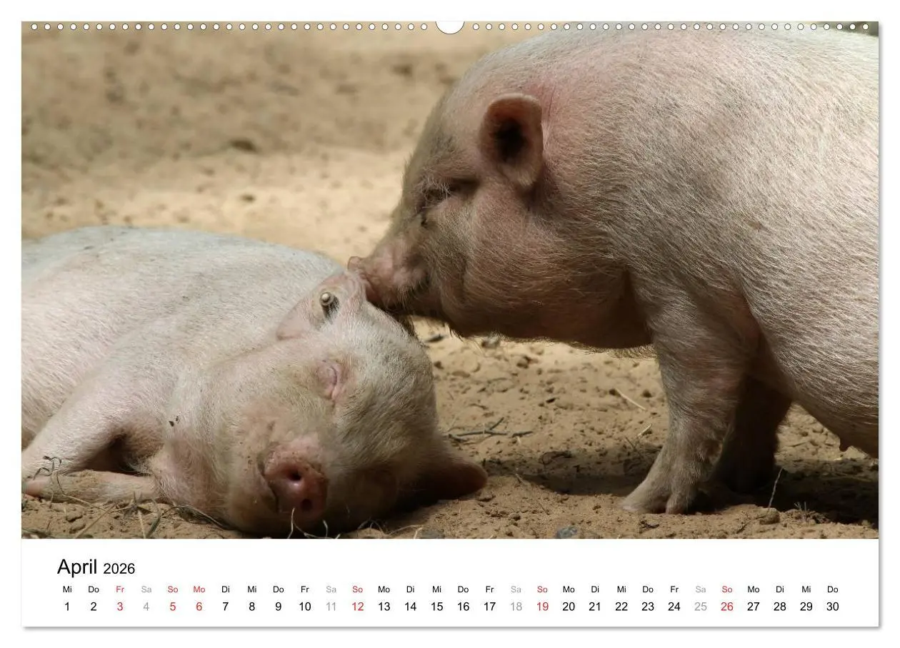 Bild: 9783516150865 | Schwein gehabt! (hochwertiger Premium Wandkalender 2026 DIN A2...