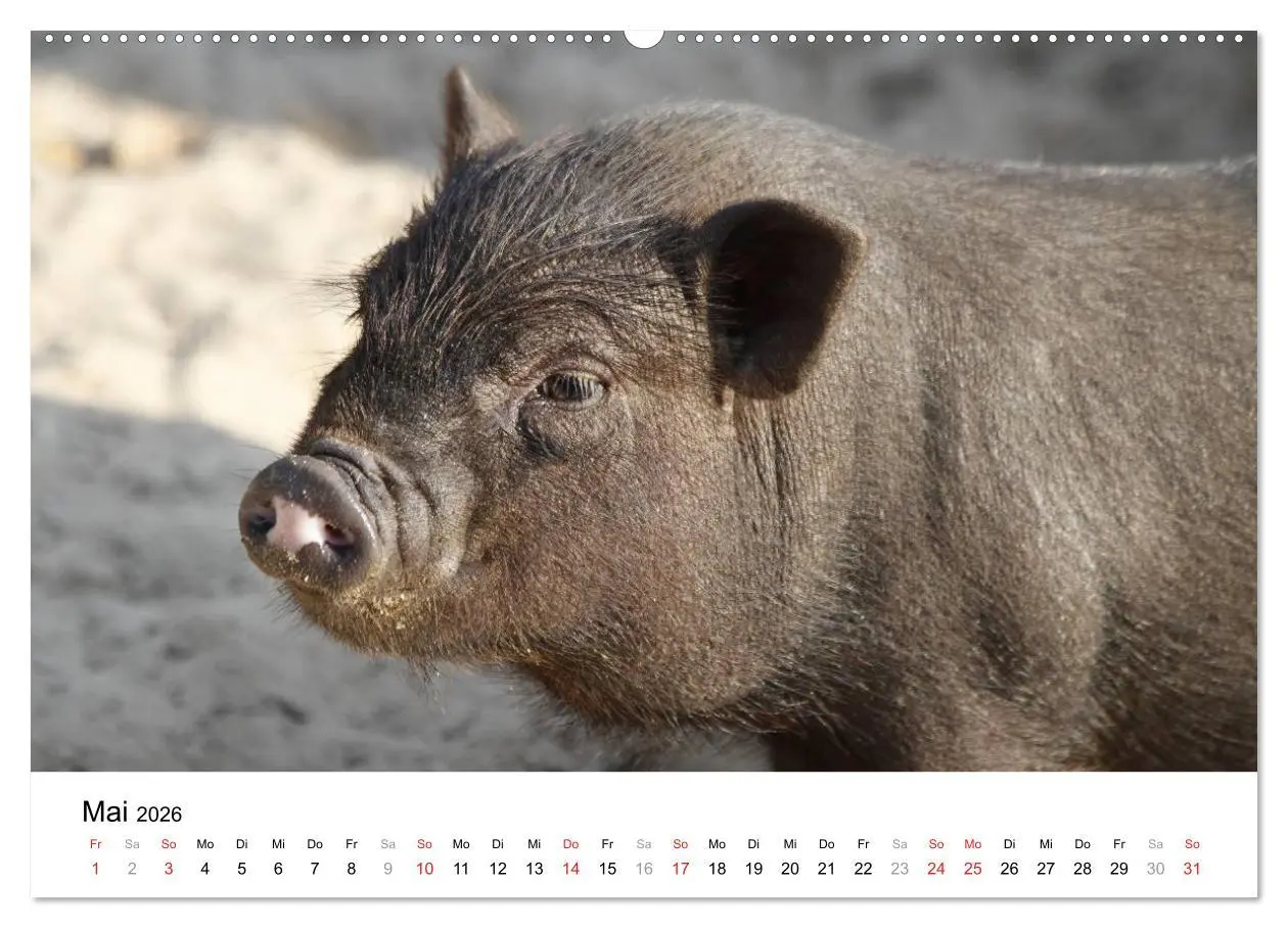 Bild: 9783516150865 | Schwein gehabt! (hochwertiger Premium Wandkalender 2026 DIN A2...