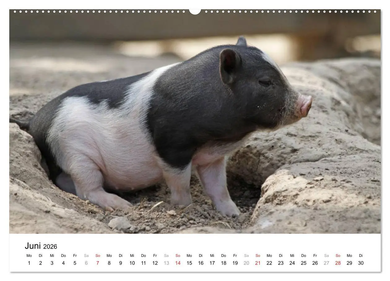 Bild: 9783516150865 | Schwein gehabt! (hochwertiger Premium Wandkalender 2026 DIN A2...