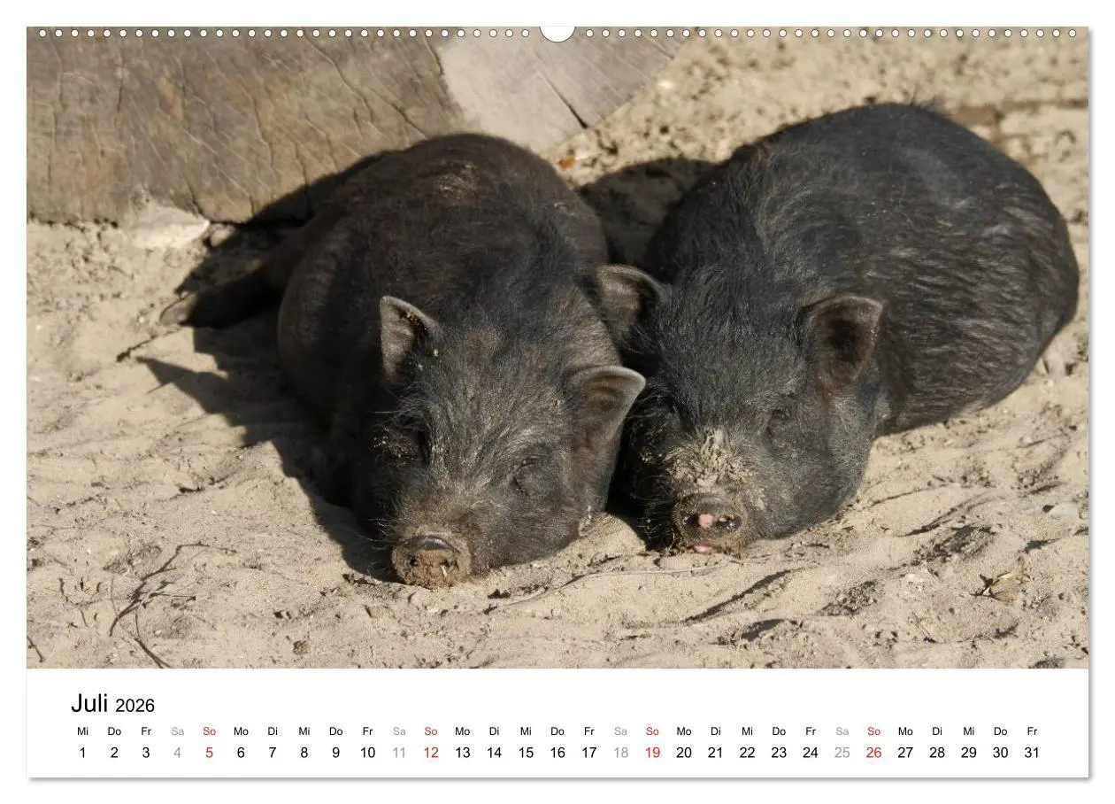 Bild: 9783516150865 | Schwein gehabt! (hochwertiger Premium Wandkalender 2026 DIN A2...
