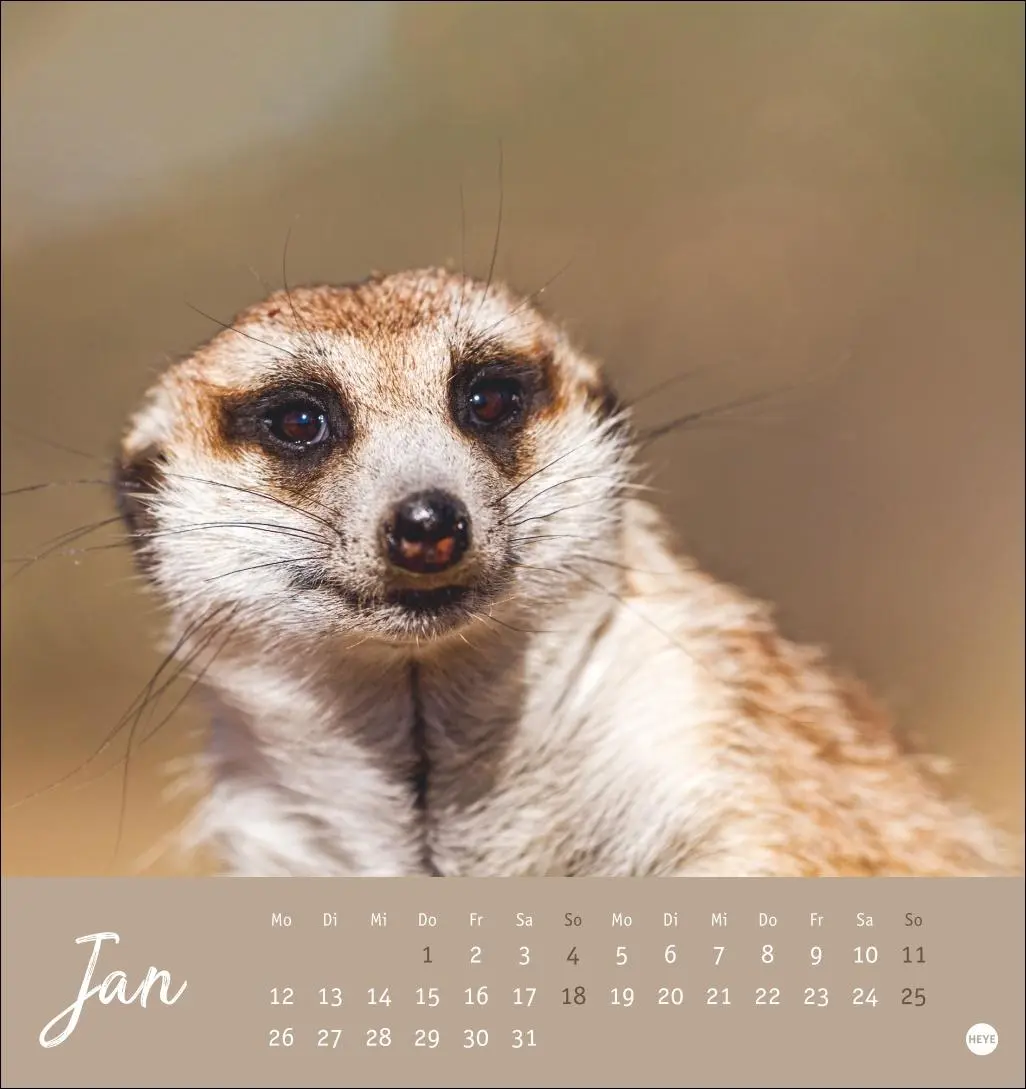 Bild: 9783756410965 | Erdmännchen Postkartenkalender 2026 | Heye | Kalender | Spiralbindung