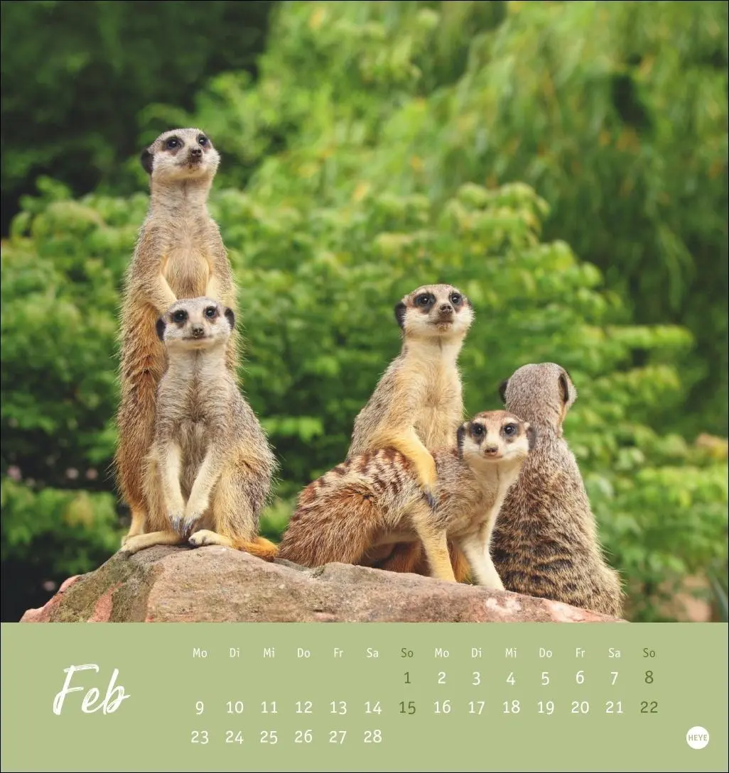 Bild: 9783756410965 | Erdmännchen Postkartenkalender 2026 | Heye | Kalender | Spiralbindung
