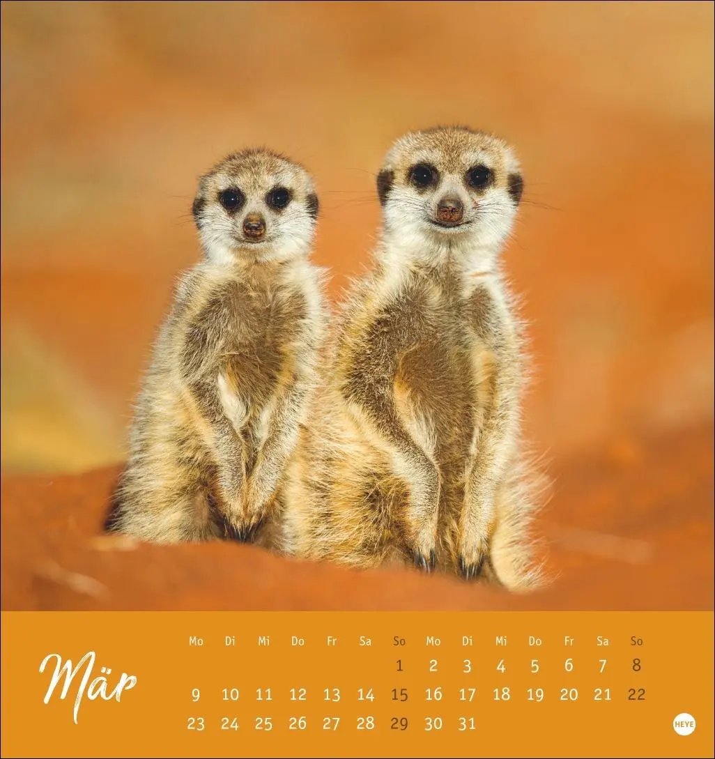 Bild: 9783756410965 | Erdmännchen Postkartenkalender 2026 | Heye | Kalender | Spiralbindung
