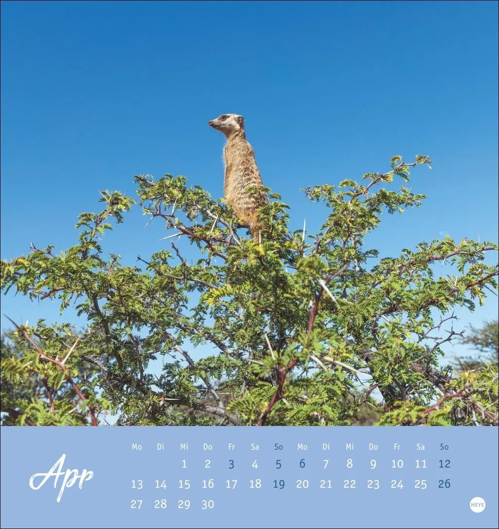 Bild: 9783756410965 | Erdmännchen Postkartenkalender 2026 | Heye | Kalender | Spiralbindung