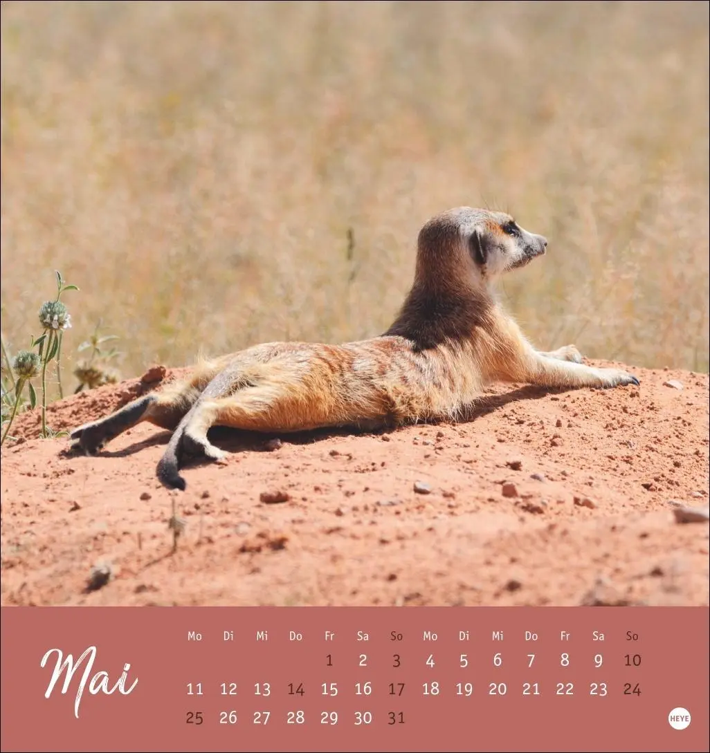 Bild: 9783756410965 | Erdmännchen Postkartenkalender 2026 | Heye | Kalender | Spiralbindung