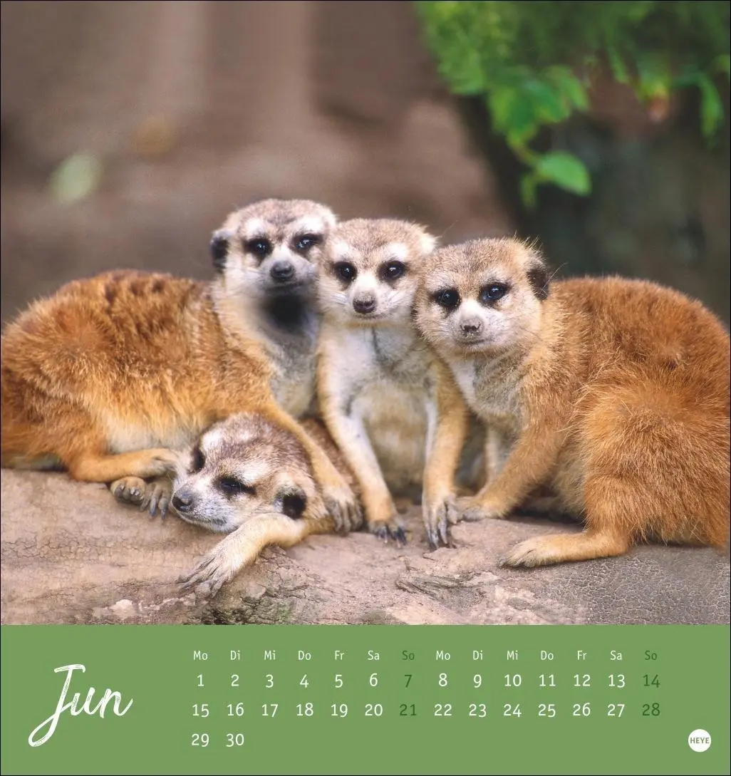 Bild: 9783756410965 | Erdmännchen Postkartenkalender 2026 | Heye | Kalender | Spiralbindung