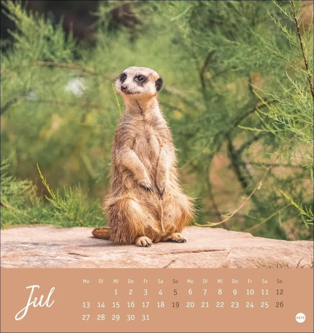 Bild: 9783756410965 | Erdmännchen Postkartenkalender 2026 | Heye | Kalender | Spiralbindung