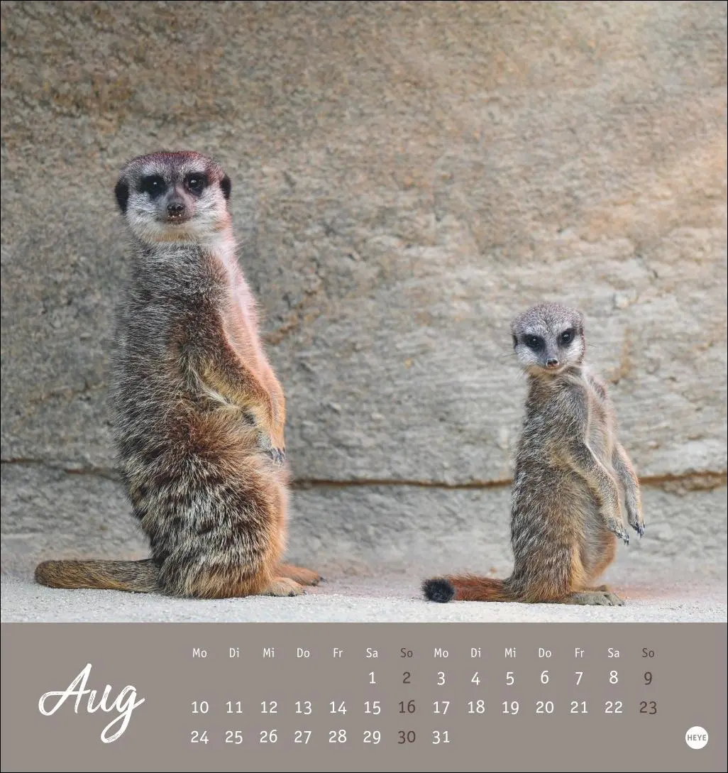Bild: 9783756410965 | Erdmännchen Postkartenkalender 2026 | Heye | Kalender | Spiralbindung