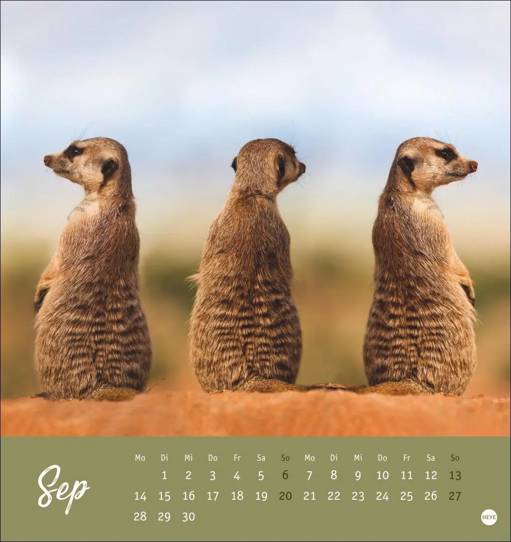 Bild: 9783756410965 | Erdmännchen Postkartenkalender 2026 | Heye | Kalender | Spiralbindung