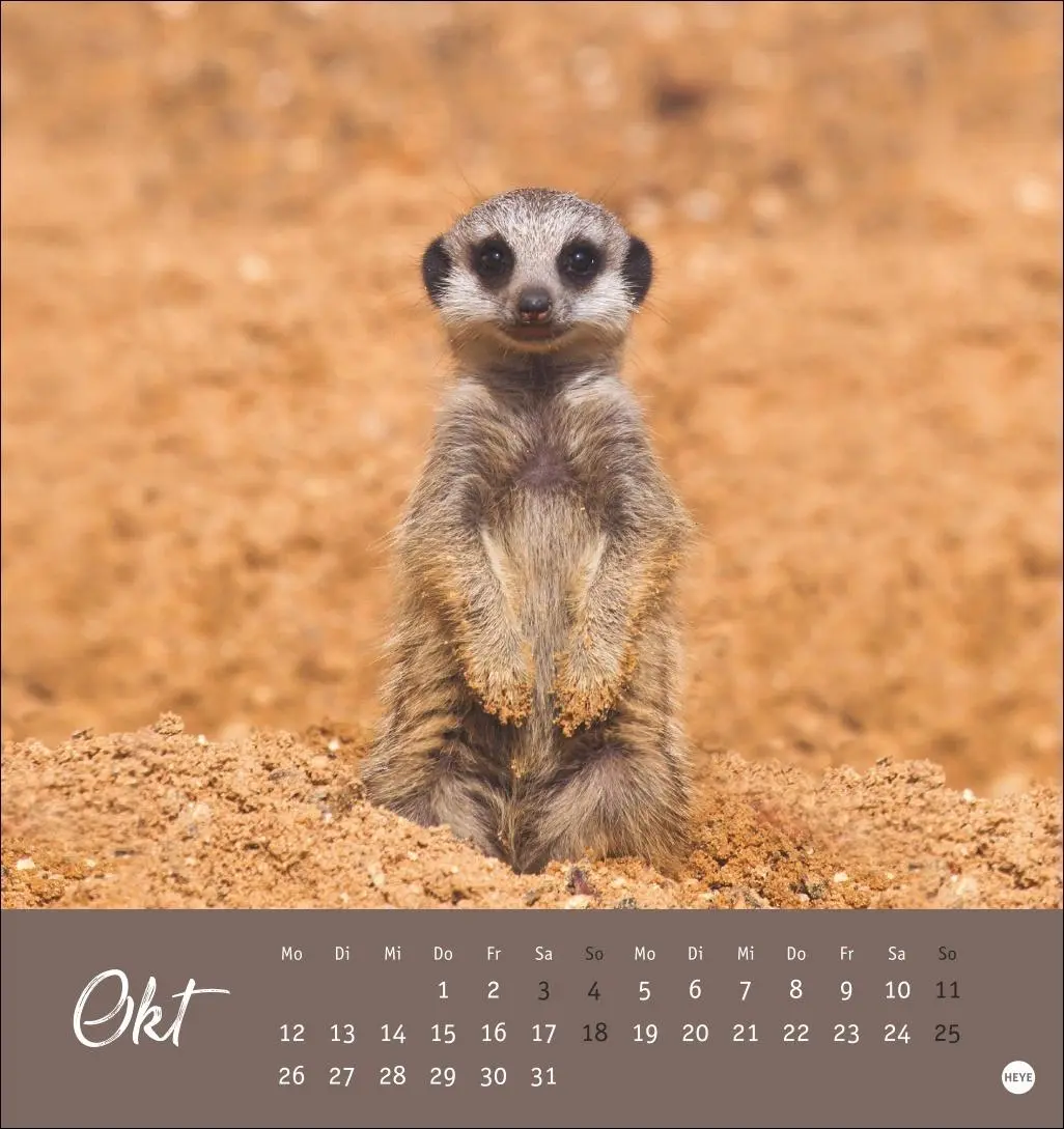 Bild: 9783756410965 | Erdmännchen Postkartenkalender 2026 | Heye | Kalender | Spiralbindung