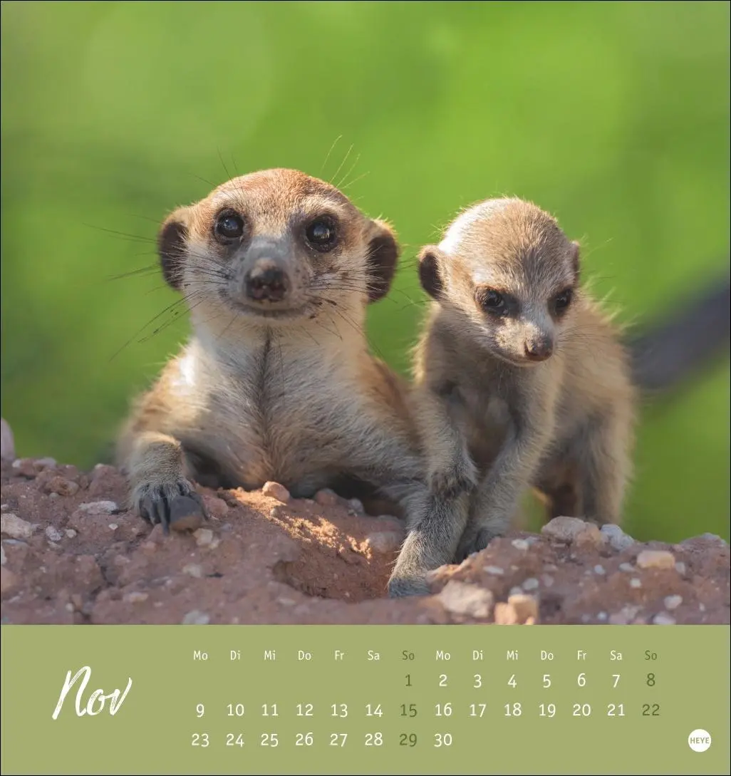 Bild: 9783756410965 | Erdmännchen Postkartenkalender 2026 | Heye | Kalender | Spiralbindung